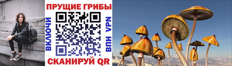 Купить  Нестеровская  Галлюциногенные грибы Psilocybe 